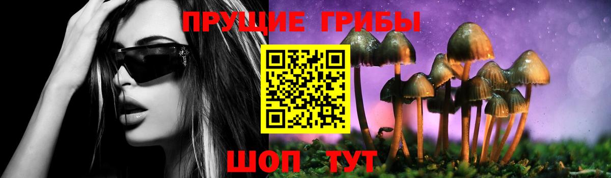 Псилоцибиновые грибы Psilocybine cubensis Пугачёв